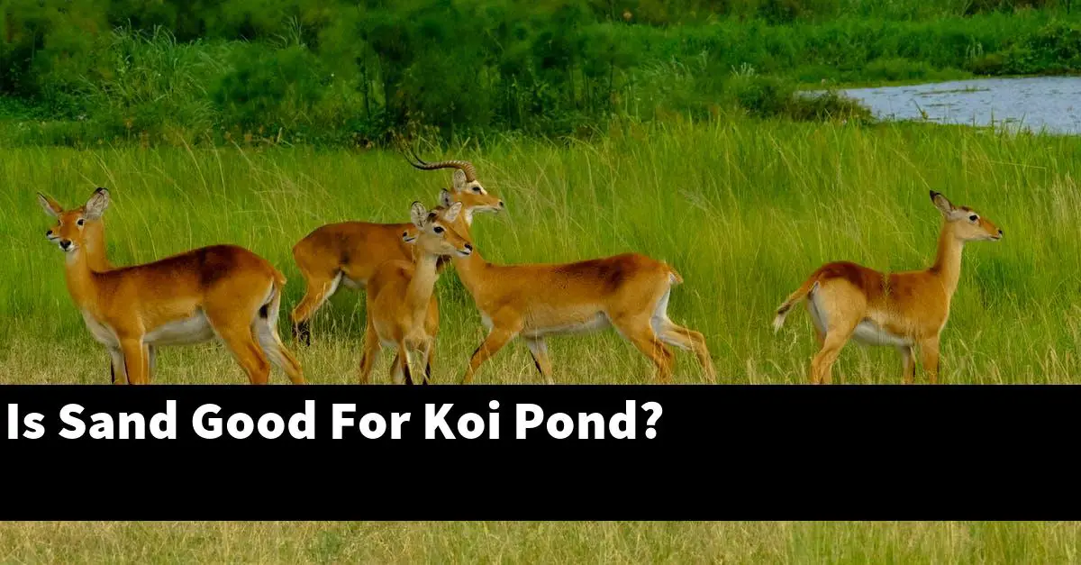 Is Sand Good For Koi Pond?