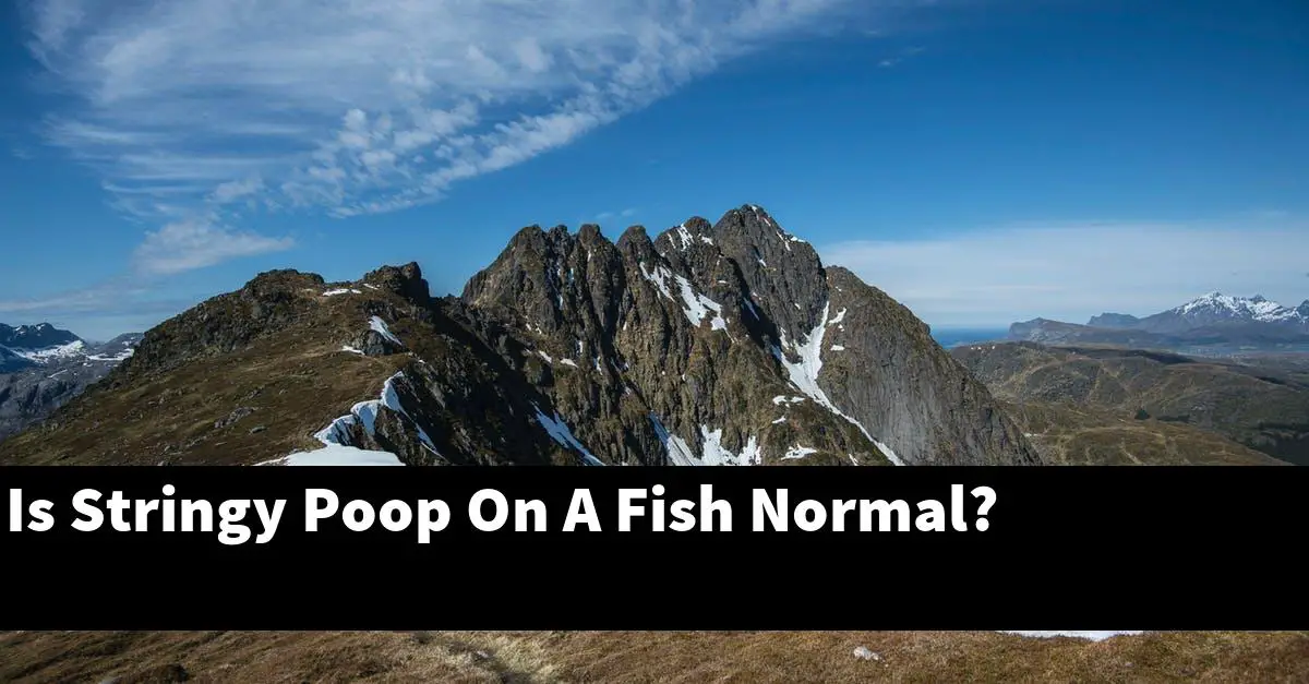 Is Stringy Poop On A Fish Normal?
