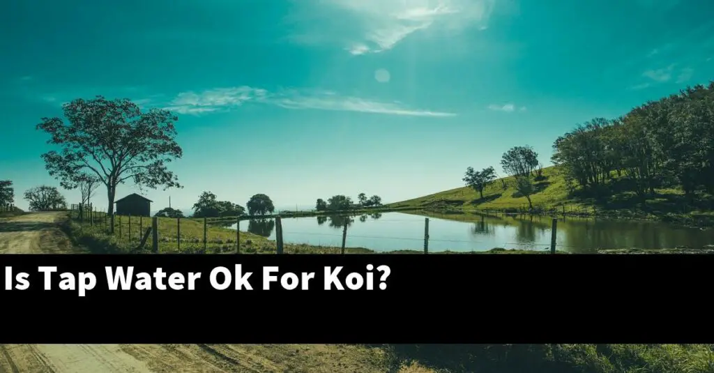 Is Tap Water Ok For Koi? [2024 Guide] Gold Koi Fish