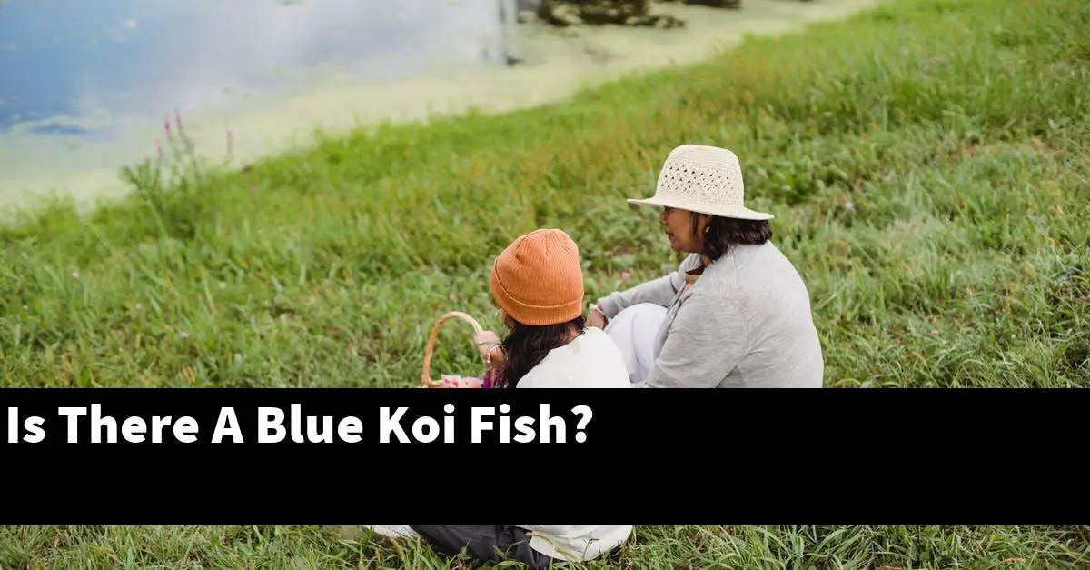 Is There A Blue Koi Fish?