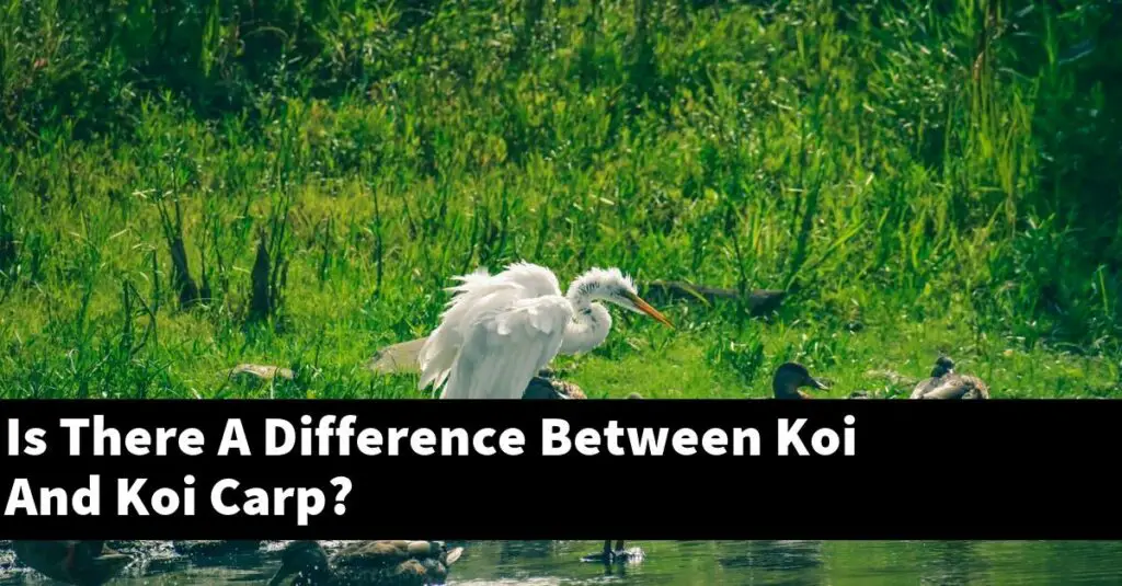 Is There A Difference Between Koi And Koi Carp? [2024 Guide] Gold Koi