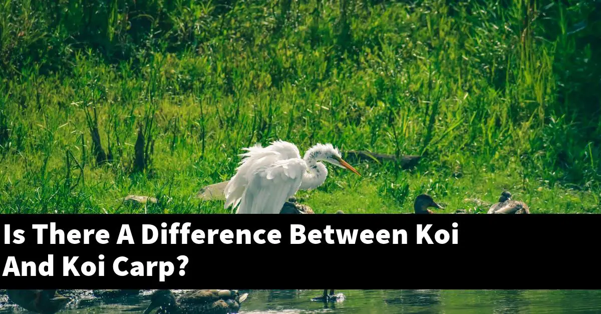 Is There A Difference Between Koi And Koi Carp?