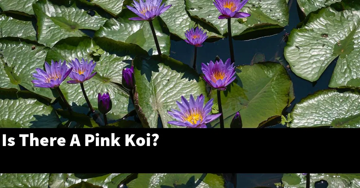 Is There A Pink Koi?