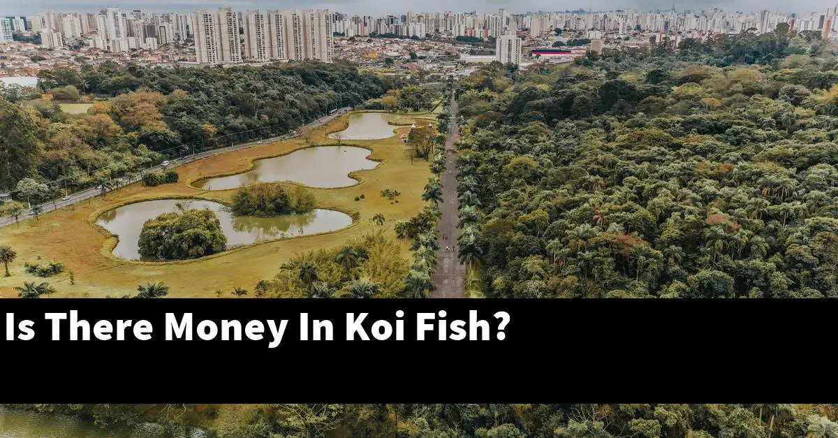 Is There Money In Koi Fish?