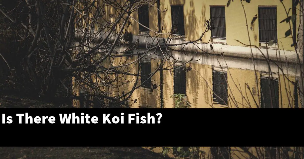 Is There White Koi Fish?