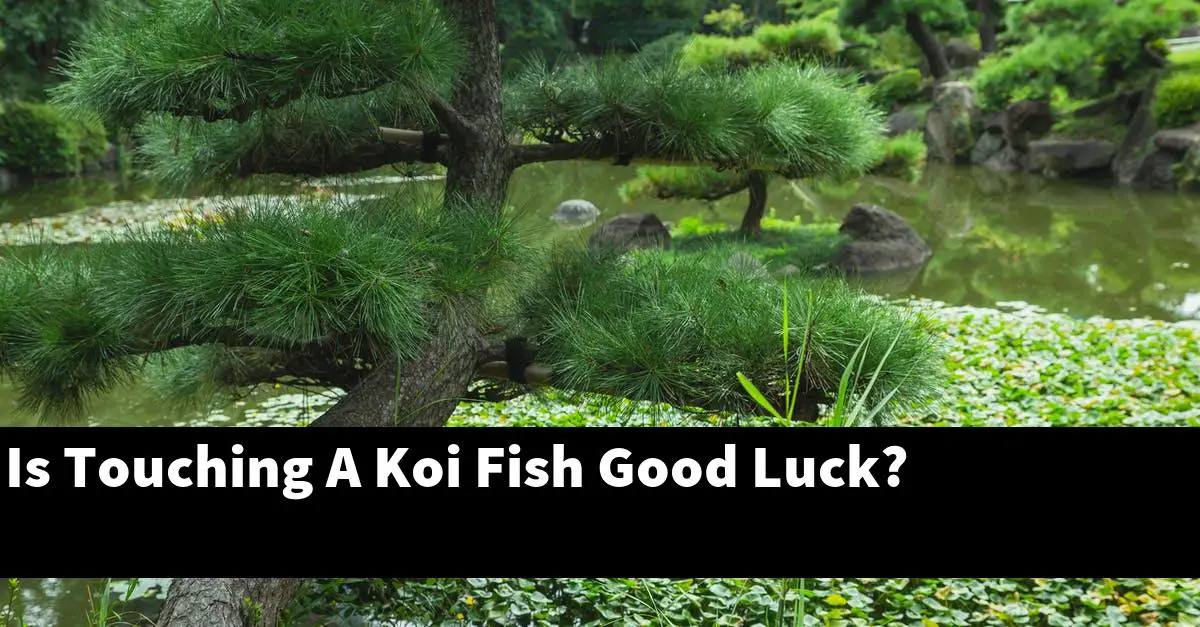 Is Touching A Koi Fish Good Luck?