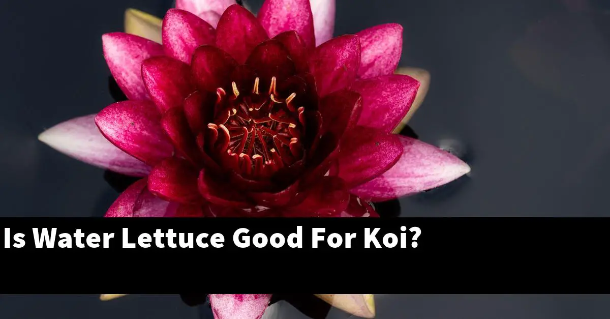 Is Water Lettuce Good For Koi?