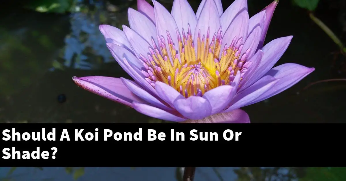 Should A Koi Pond Be In Sun Or Shade?