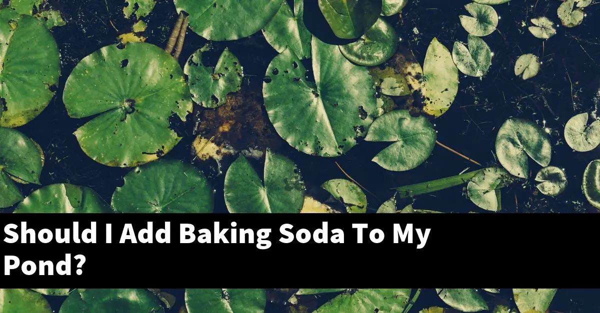 Should I Add Baking Soda To My Pond?