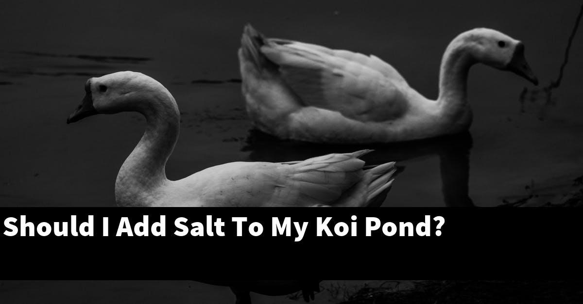 Should I Add Salt To My Koi Pond?