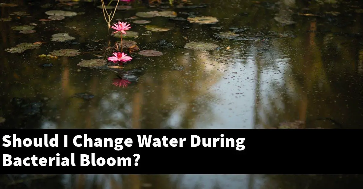 Should I Change Water During Bacterial Bloom?