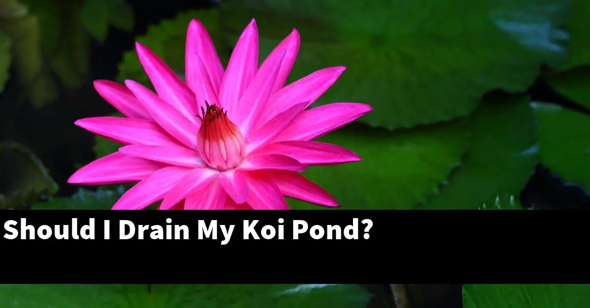 Should I Drain My Koi Pond?