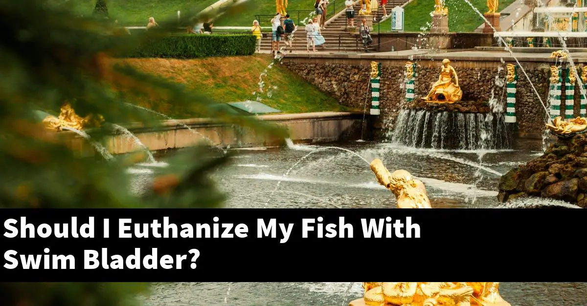 Should I Euthanize My Fish With Swim Bladder?