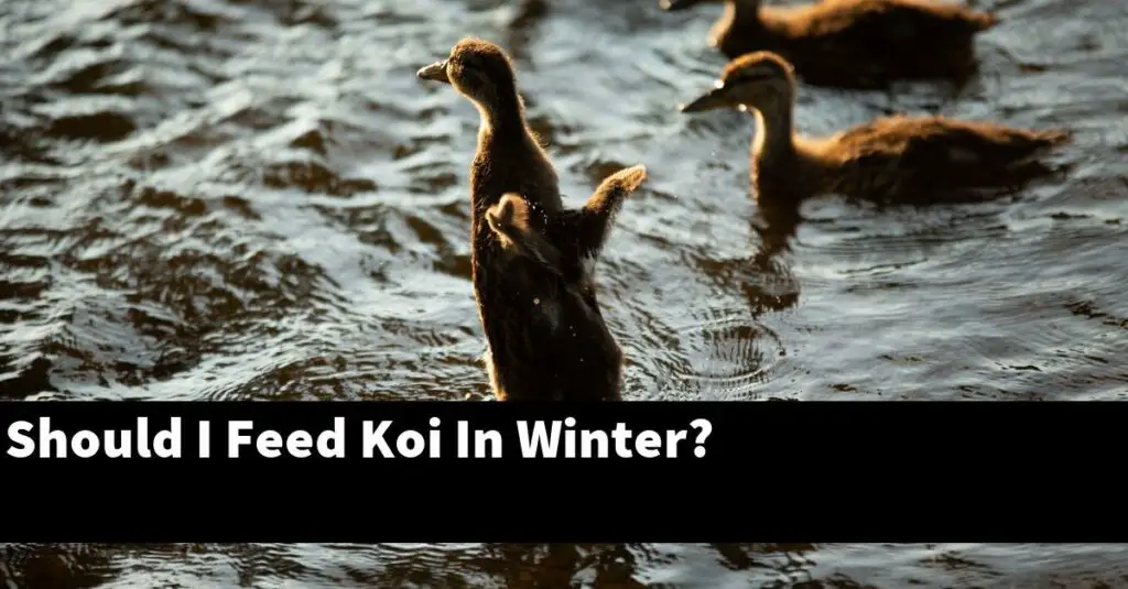 should-i-feed-koi-in-winter-2024-guide-gold-koi-fish