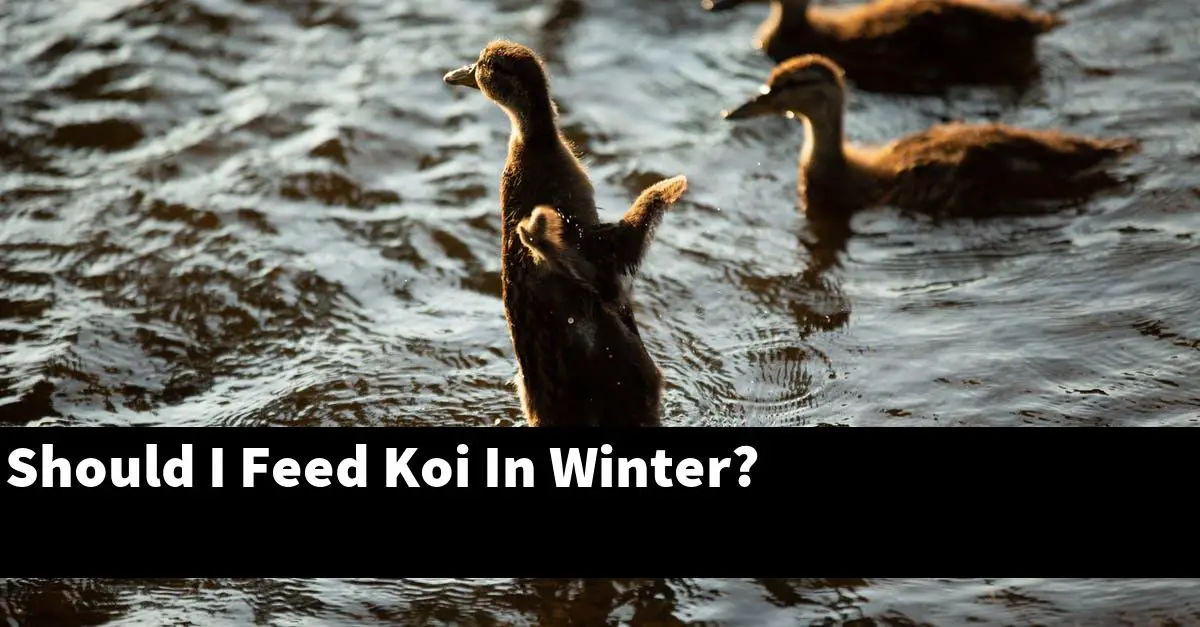 Should I Feed Koi In Winter?