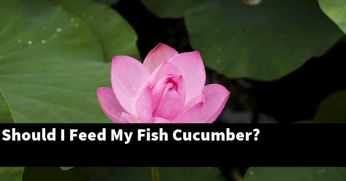 Should I Feed My Fish Cucumber?