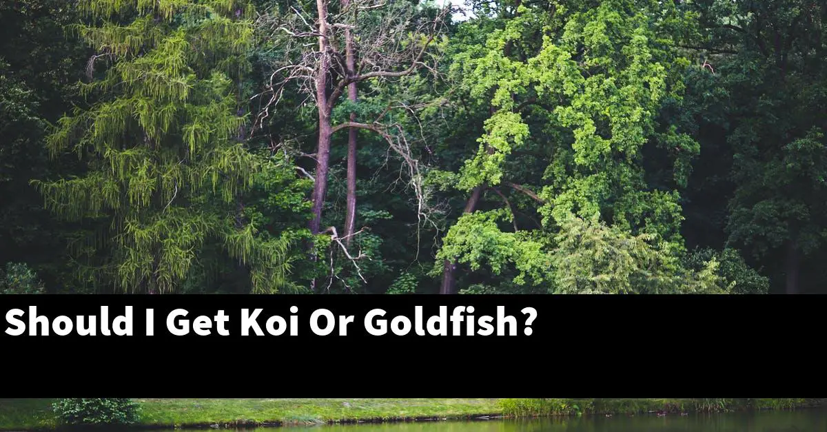 Should I Get Koi Or Goldfish?