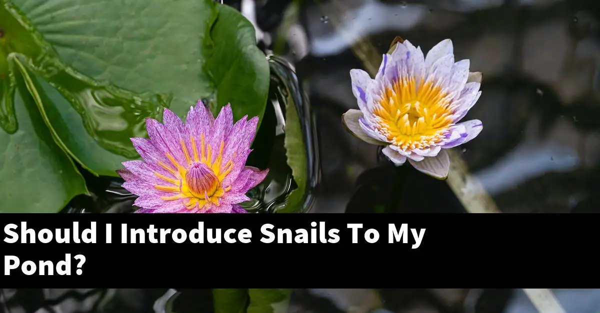 Should I Introduce Snails To My Pond?