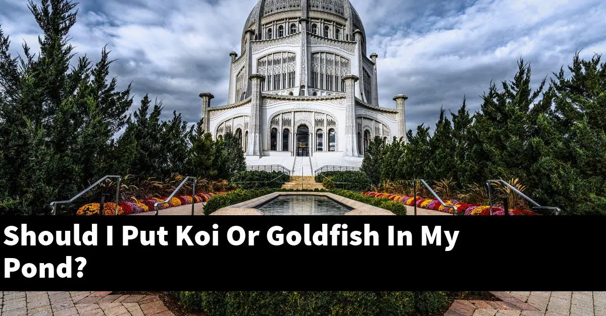 Should I Put Koi Or Goldfish In My Pond?