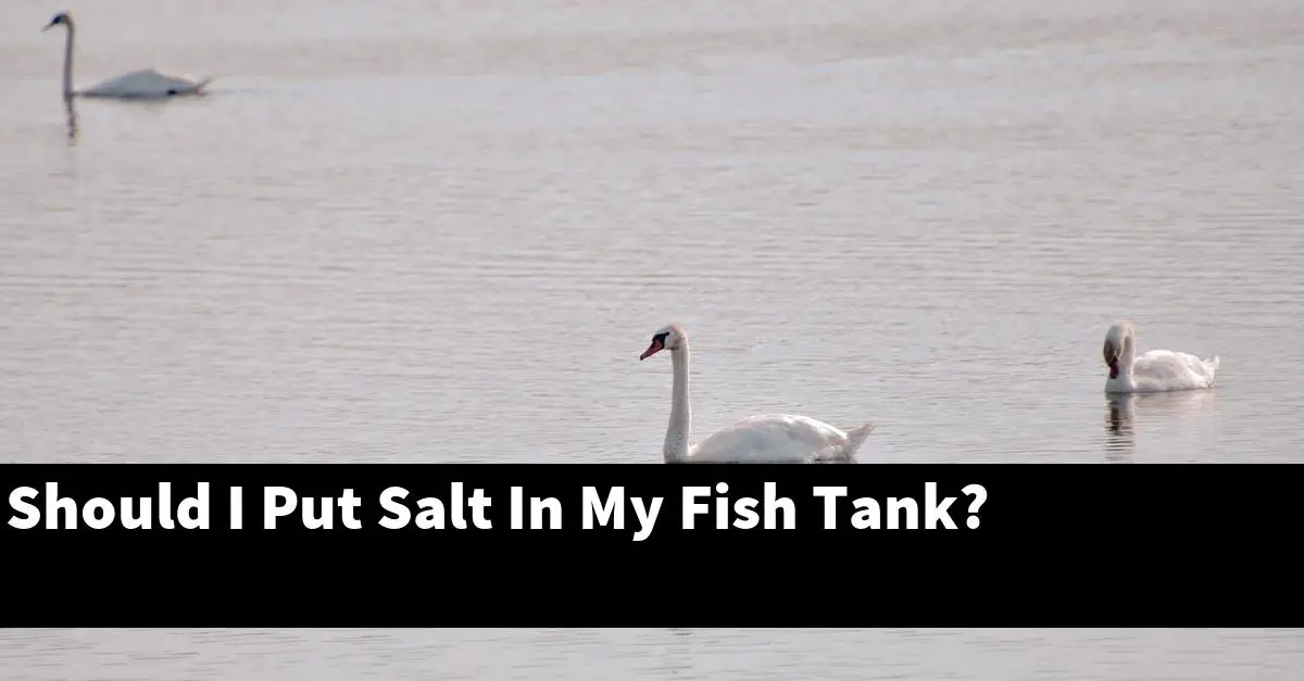 Should I Put Salt In My Fish Tank?