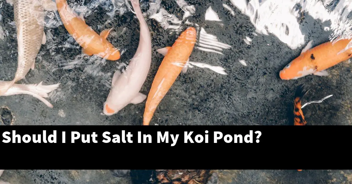 Should I Put Salt In My Koi Pond?