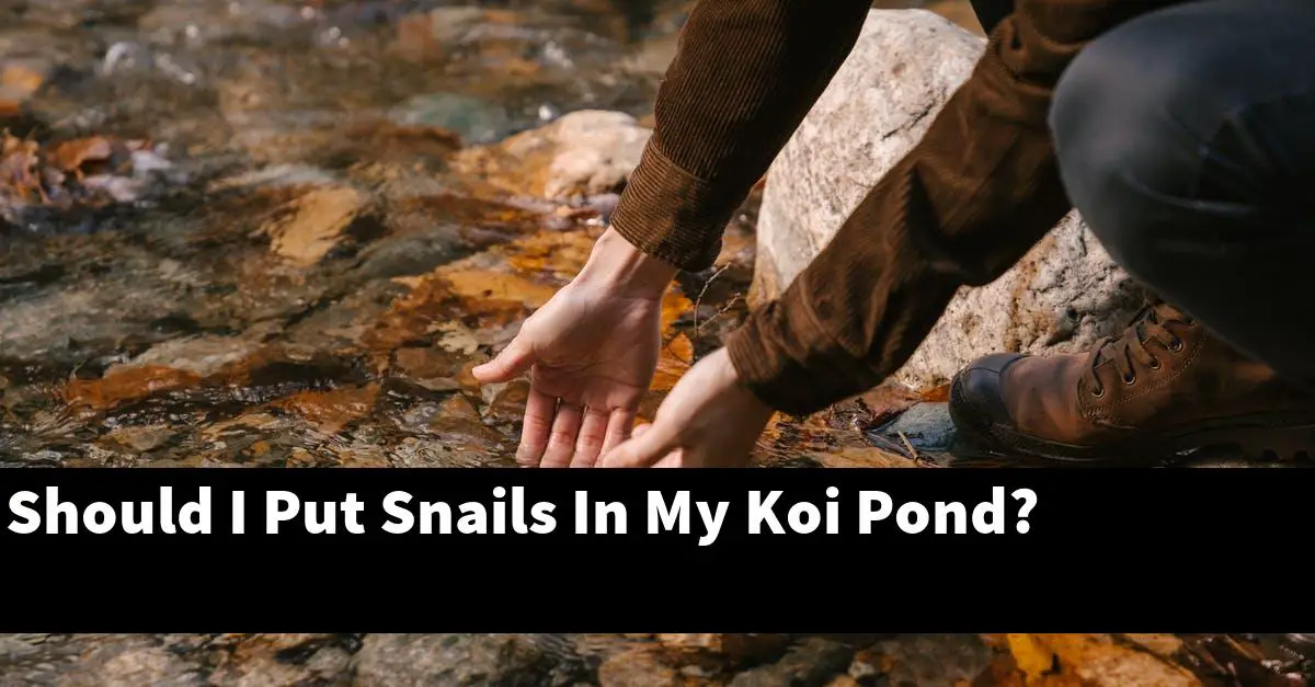 Should I Put Snails In My Koi Pond?