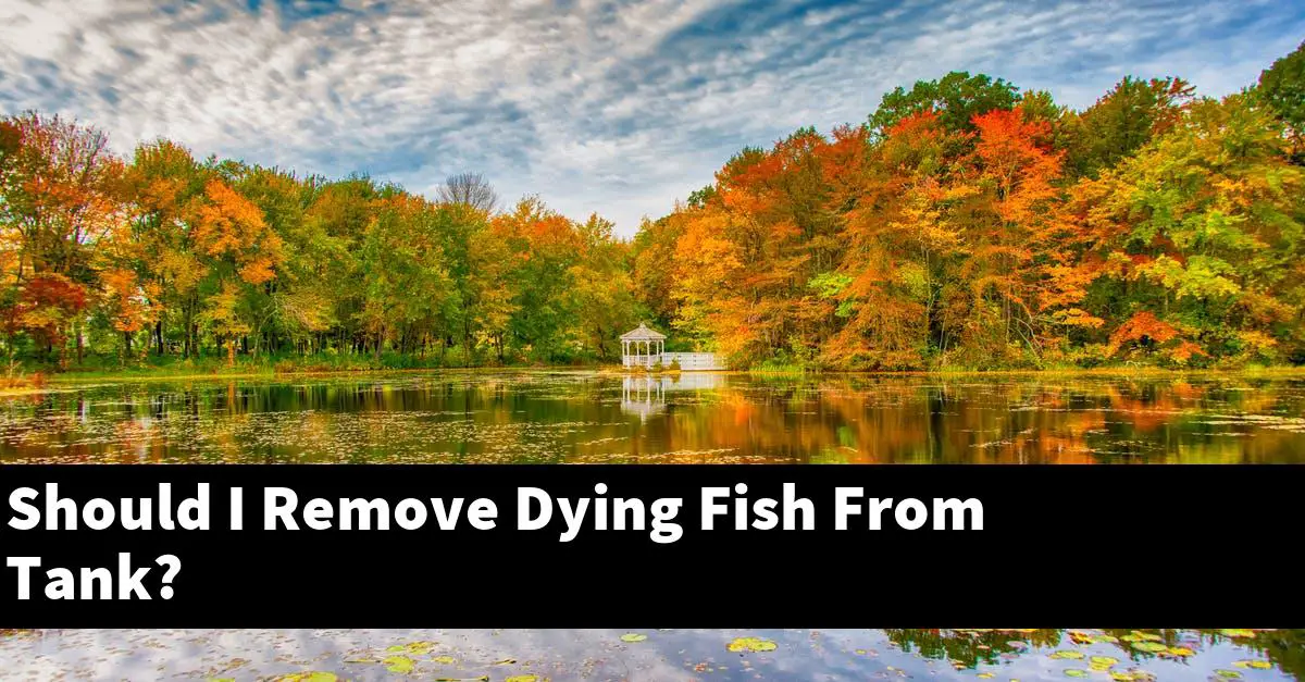 Should I Remove Dying Fish From Tank?