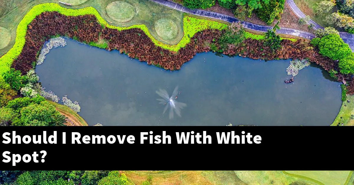 Should I Remove Fish With White Spot?