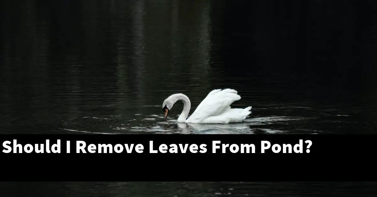 Should I Remove Leaves From Pond?