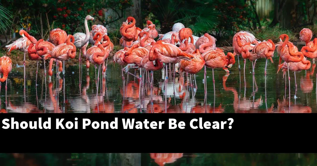 Should Koi Pond Water Be Clear?