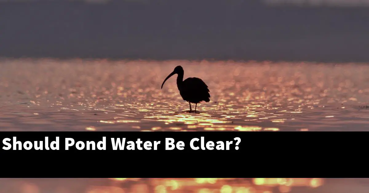 Should Pond Water Be Clear?