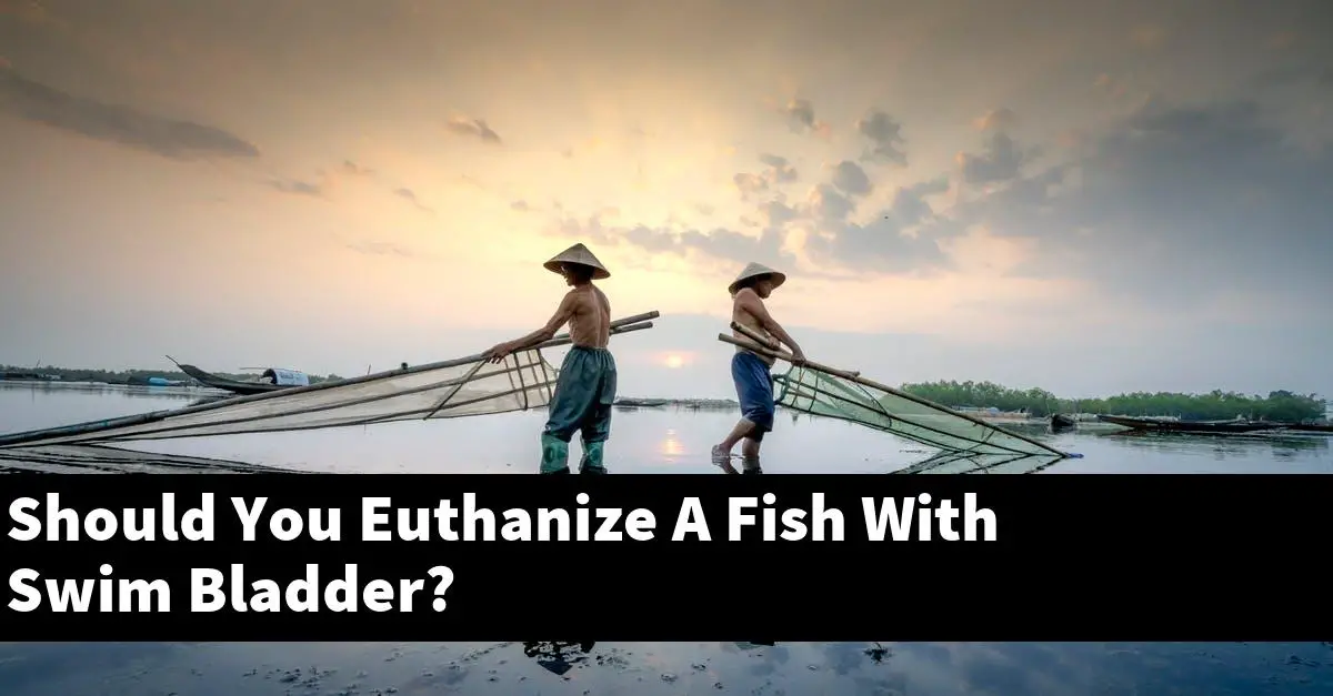 Should You Euthanize A Fish With Swim Bladder?