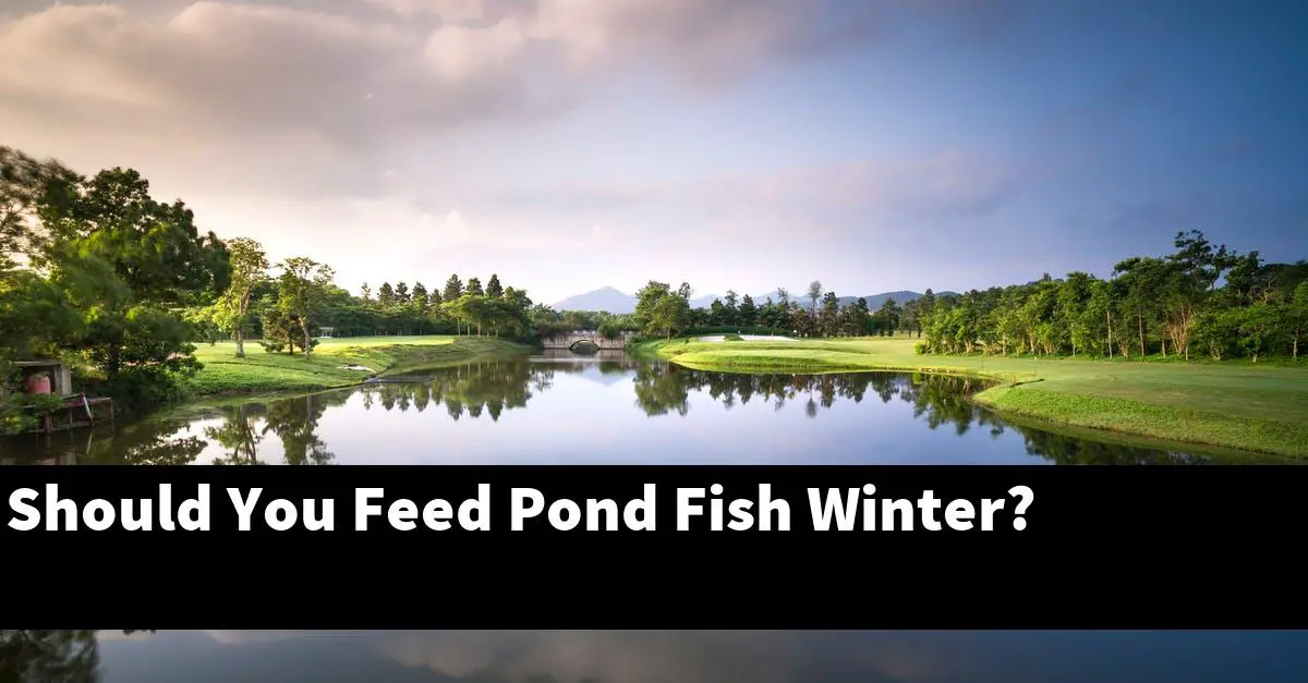 Should You Feed Pond Fish Winter?