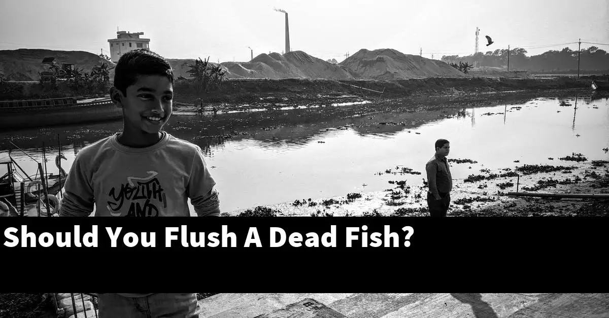 Should You Flush A Dead Fish?