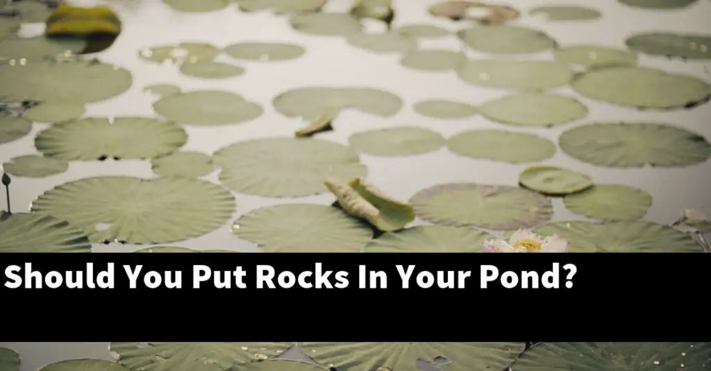 Should You Put Rocks In Your Pond? [2024 Guide] Gold Koi Fish