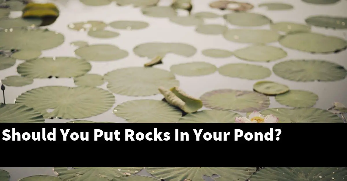 Should You Put Rocks In Your Pond?