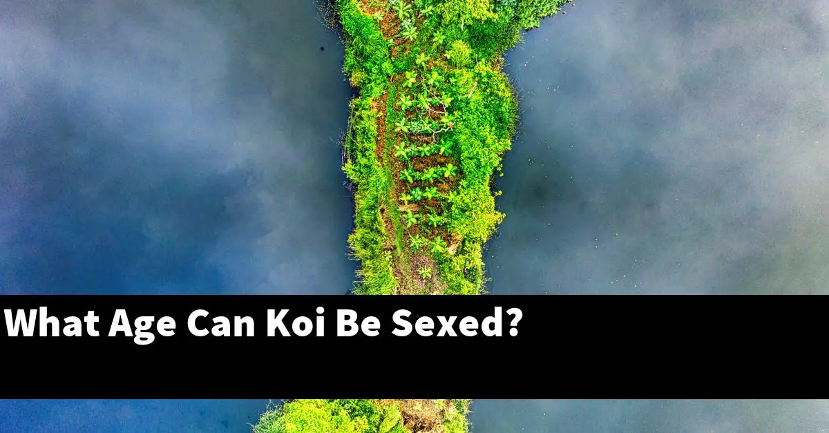 What Age Can Koi Be Sexed?