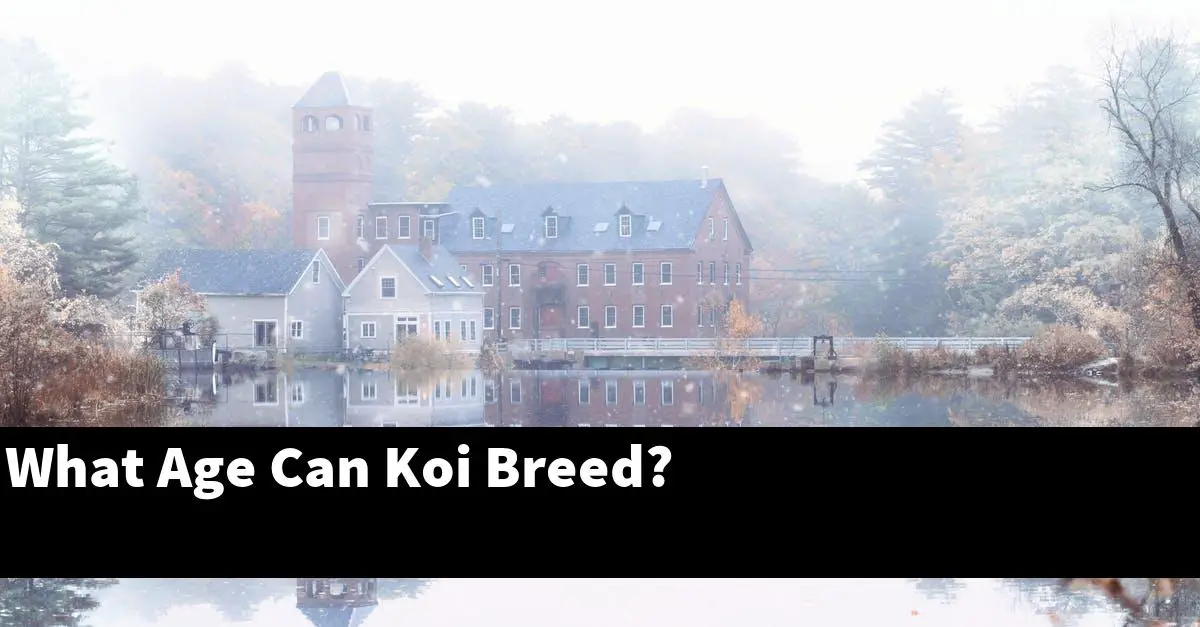 What Age Can Koi Breed?