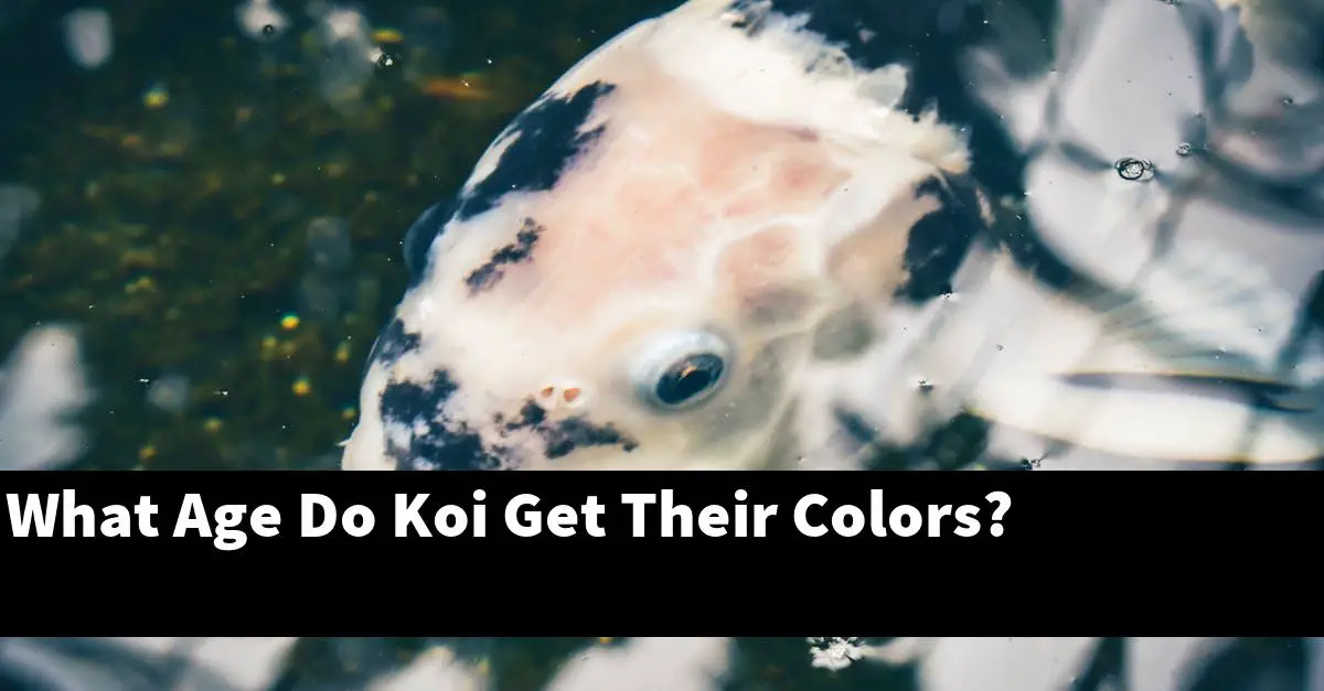 What Age Do Koi Get Their Colors?