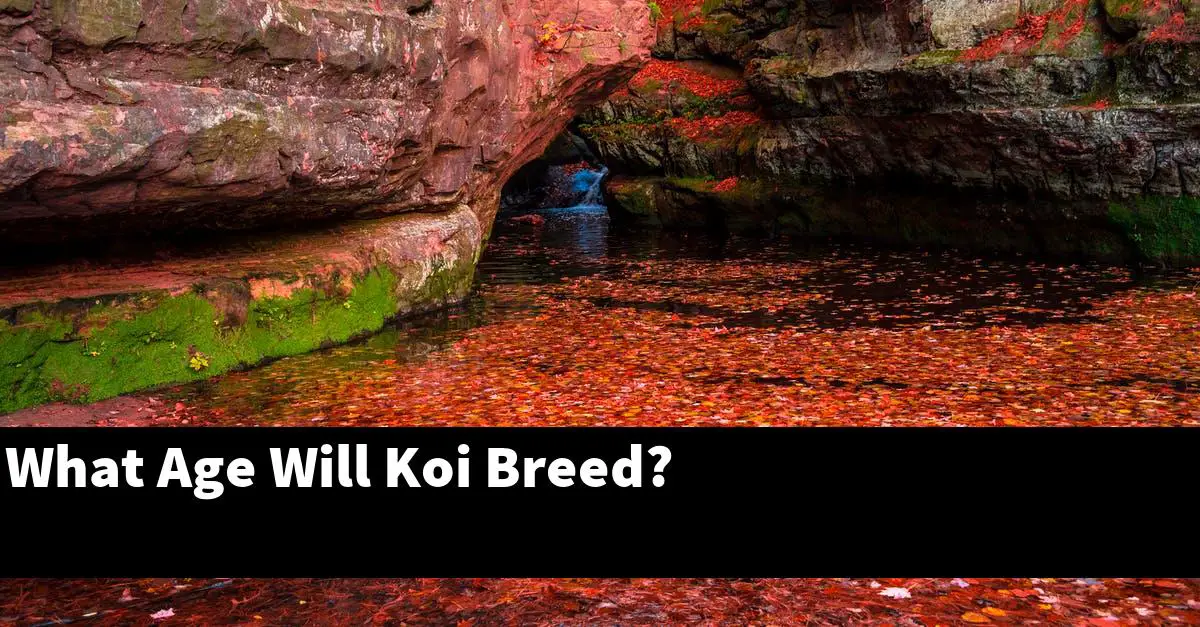 What Age Will Koi Breed?