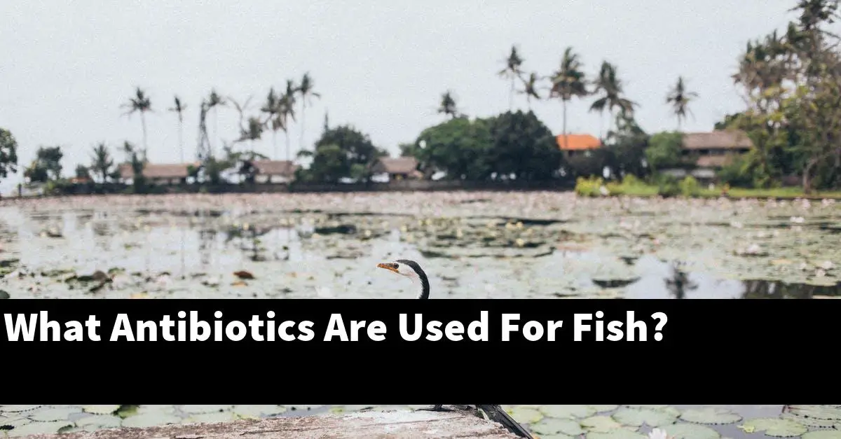 What Antibiotics Are Used For Fish?
