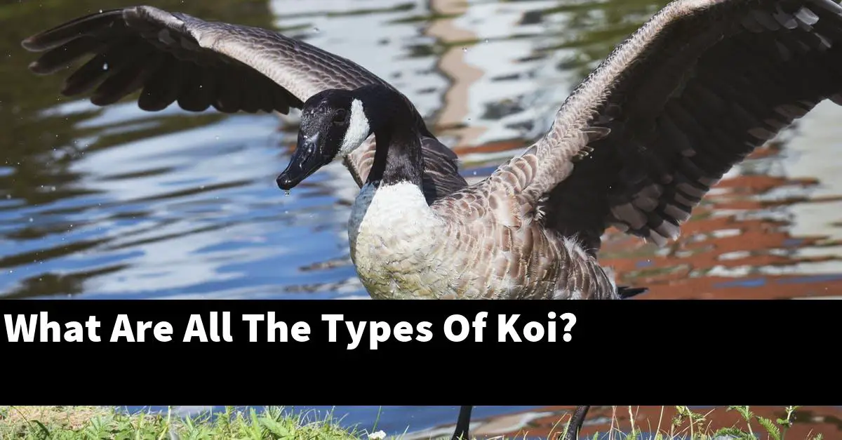 What Are All The Types Of Koi?