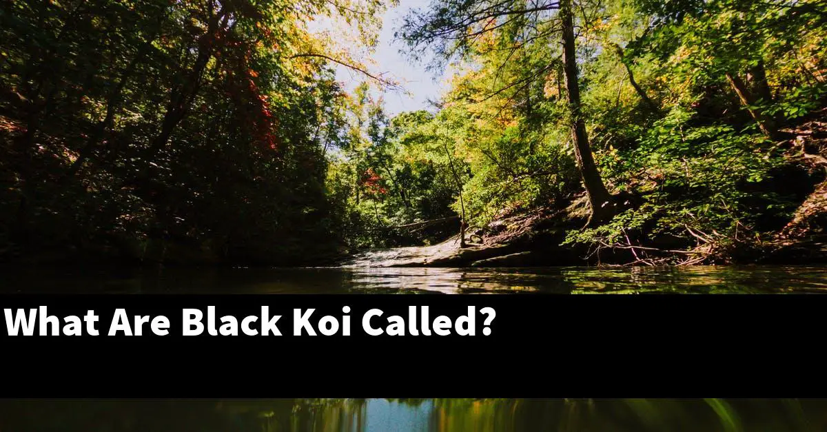 What Are Black Koi Called?