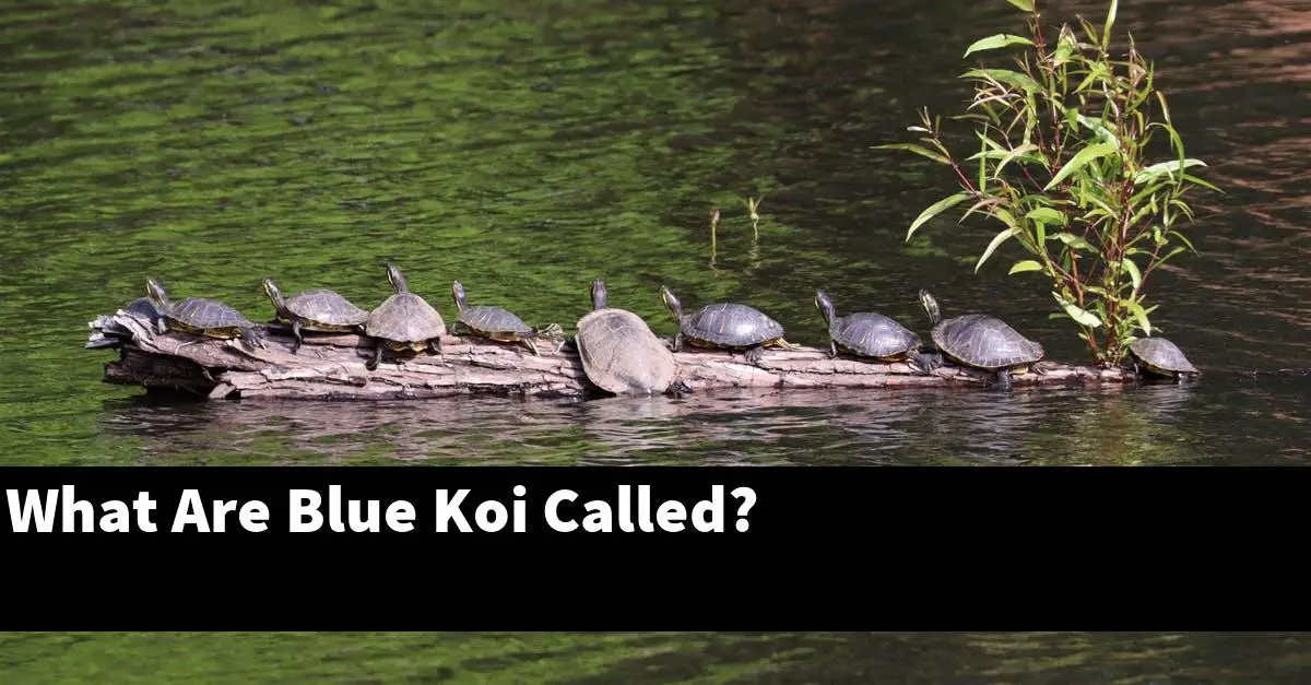 What Are Blue Koi Called?