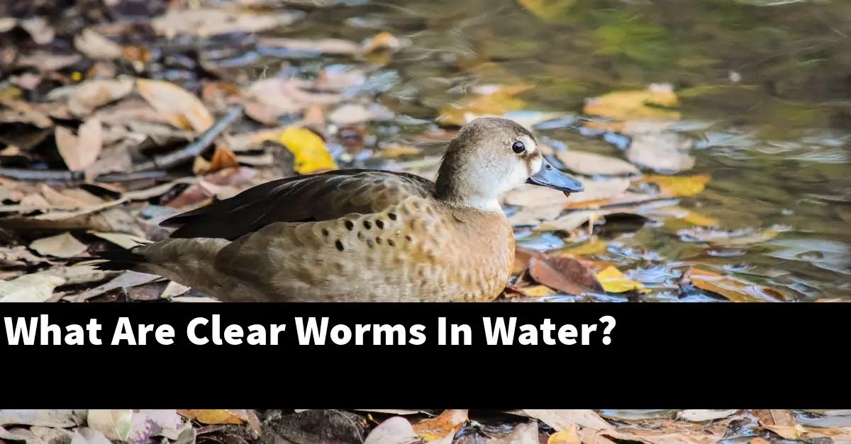 What Are Clear Worms In Water?