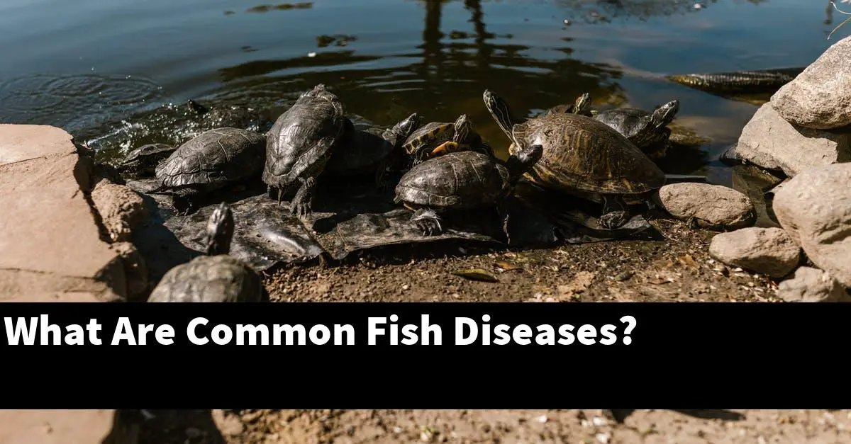 What Are Common Fish Diseases?