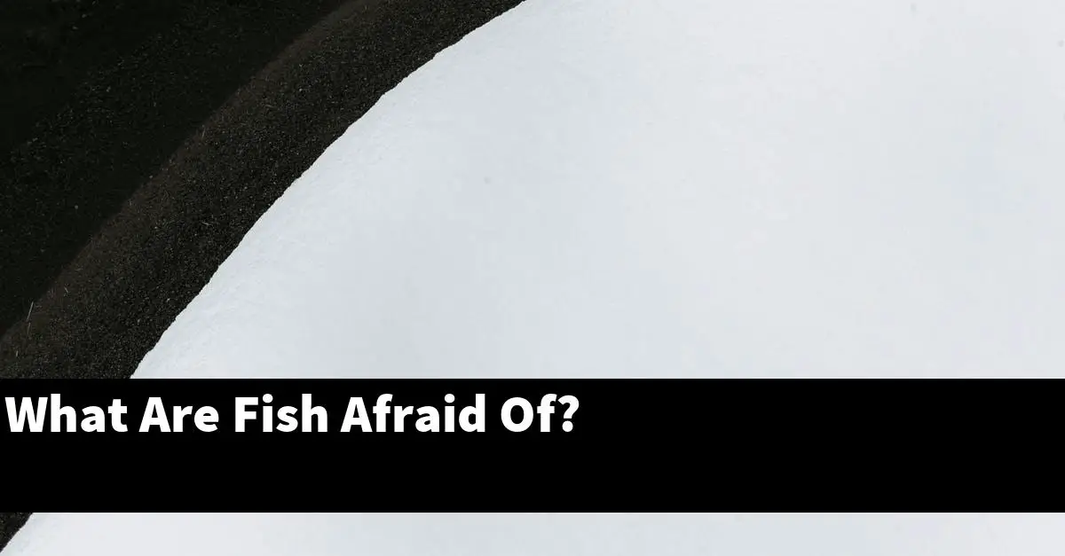What Are Fish Afraid Of?