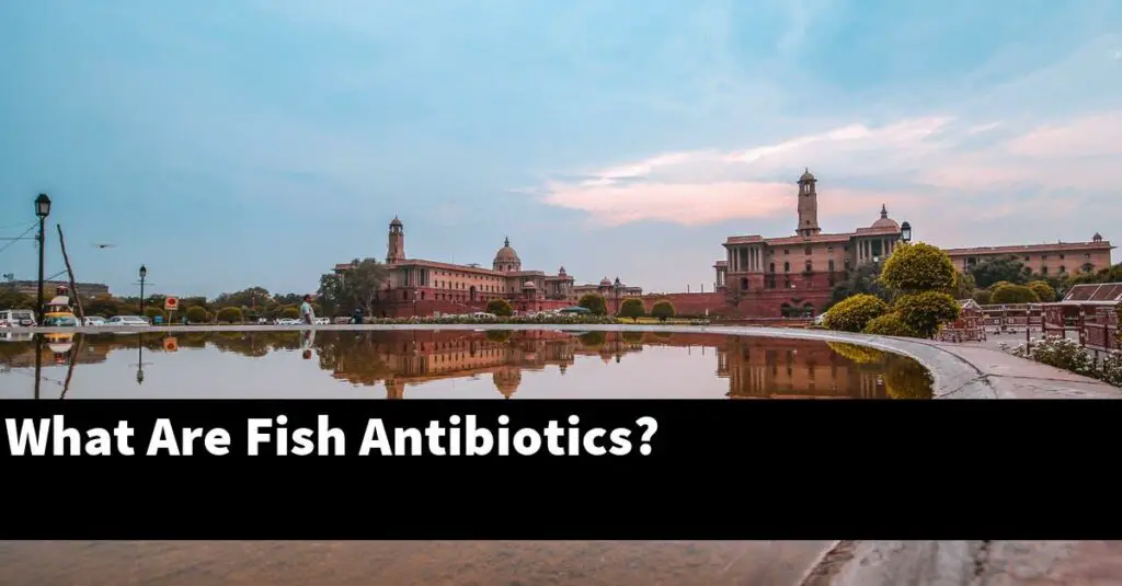What Are Fish Antibiotics? [2024 Guide] Gold Koi Fish