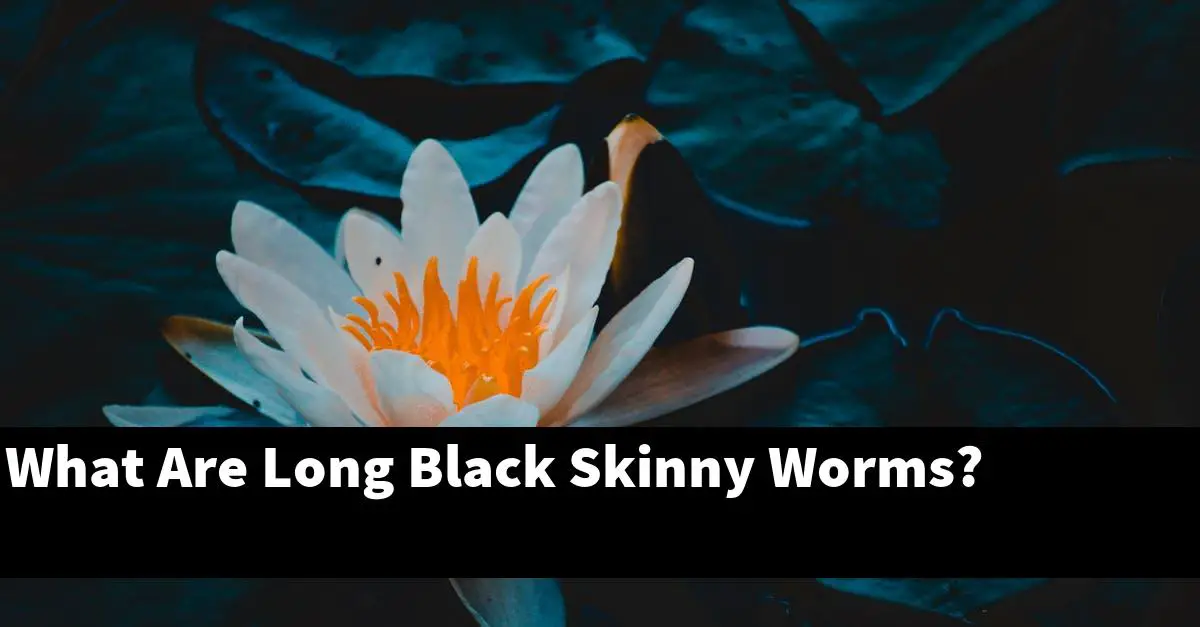 What Are Long Black Skinny Worms?