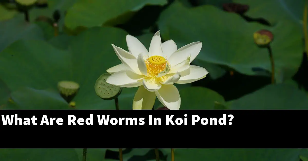 What Are Red Worms In Koi Pond?